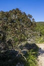 Pistacia lentiscus is a dioecious evergreen shrub or small tree
