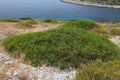 Pistacia lentiscus evergreen shrub