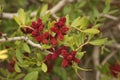 Pistacia Lentiscus in the garden