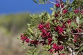 Pistacia lentiscus lentisk or mastic shrub red ripened bright fruits and green leaves on branches