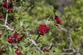 Pistacia lentiscus lentisk or mastic shrub red ripened bright fruits and green leaves on branches Royalty Free Stock Photo