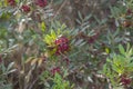 Pistacia lentiscus lentisk or mastic shrub red ripened bright fruits and green leaves on branches Royalty Free Stock Photo