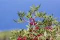 Pistacia lentiscus lentisk or mastic shrub red ripened bright fruits and green leaves on branches Royalty Free Stock Photo