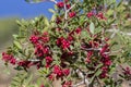 Pistacia lentiscus lentisk or mastic shrub red ripened bright fruits and green leaves on branches Royalty Free Stock Photo