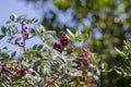 Pistacia lentiscus lentisk or mastic shrub red ripened bright fruits and green leaves on branches Royalty Free Stock Photo