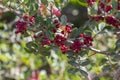 Pistacia lentiscus lentisk or mastic shrub red ripened bright fruits and green leaves on branches Royalty Free Stock Photo