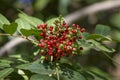 Pistacia lentiscus, lentisk or mastic Tree