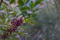 Pistacia lentiscus, lentisk red Berries in nature Royalty Free Stock Photo