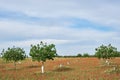 Pistachio trees field
