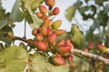 Pistacia vera red fruits growing on the tree Royalty Free Stock Photo