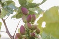 Pistacia vera red fruits growing in the tree Royalty Free Stock Photo