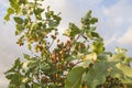 Pistacia vera tree full of  fruits Royalty Free Stock Photo