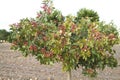 Pistacia vera tree full of fruits Royalty Free Stock Photo