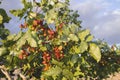 Pistacia vera trees full of fruits Royalty Free Stock Photo