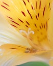 Pistel and stamens of the Alstroemeria Royalty Free Stock Photo