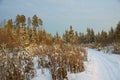 Pistes of winter forest Royalty Free Stock Photo