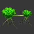 Pistia 3D Royalty Free Stock Photo