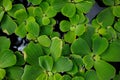 Pistia, green plants on water Royalty Free Stock Photo