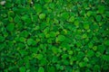 Pistia, green plants on water Royalty Free Stock Photo