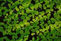 Pistia, green plants on water Royalty Free Stock Photo