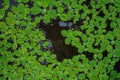 Pistia, green plants on water Royalty Free Stock Photo