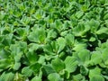 Water lettuce - Aquatic and wetland plants Royalty Free Stock Photo