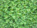 Pistia stratiotes, green natural background