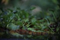 Pistia stratiotes most widely distributed hydrophytes Royalty Free Stock Photo