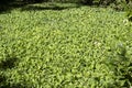 Pistia stratiotes, is often called water cabbage, water lettuce, Nile cabbage, shellflower, barpuni, kumbik, Tapapana. Royalty Free Stock Photo