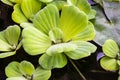 Pistia stratiotes Royalty Free Stock Photo