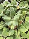 Pistia stratiotes or Water lettuce. Royalty Free Stock Photo