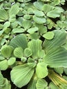 Pistia stratiotes or Water lettuce. Royalty Free Stock Photo