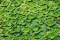 Pistia stratiotes Water lettuce Royalty Free Stock Photo