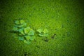 Pistia stratioteswater lettuce and Duckweed water lens covering the pond.