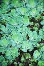 Pistia (Water cabbage)