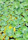 Pistia (Water cabbage)