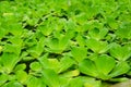 Pistia (Water cabbage) Royalty Free Stock Photo