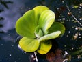 Pistia Water Plant Royalty Free Stock Photo