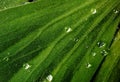 Pistia. Water salad