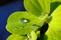 Pistia. Water salad