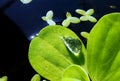 Pistia. Water salad