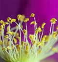 Pistil blooming roses