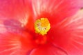 A macro image of pistil of Rosa-Sinensis.