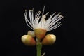 Pistil and stamen flower Detail Macro view Royalty Free Stock Photo