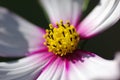 The pistil of galsang flower Royalty Free Stock Photo