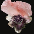 Poppy flower - Papaver rhodeas - with one petal and pistil with seeds of a withering rose poppy flower - Papaver rhodeas Royalty Free Stock Photo