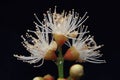 Pistil and stamen flower Detail Macro view Royalty Free Stock Photo