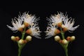 Pistil and stamen flower Detail Macro view Royalty Free Stock Photo