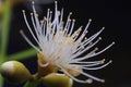 Pistil and stamen flower Detail Macro view Royalty Free Stock Photo