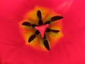 Pistil and stamen of a tulip.